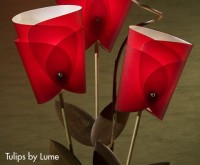 Tulips by Lume