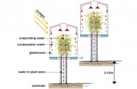 Acadia-Tree-tower-6