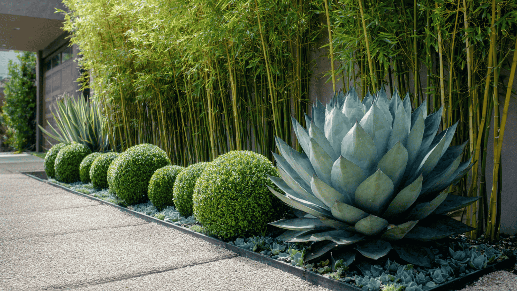 Agave rosette, trimmed boxwood cubes, and tall yucca adding geometric structure to a modern yard