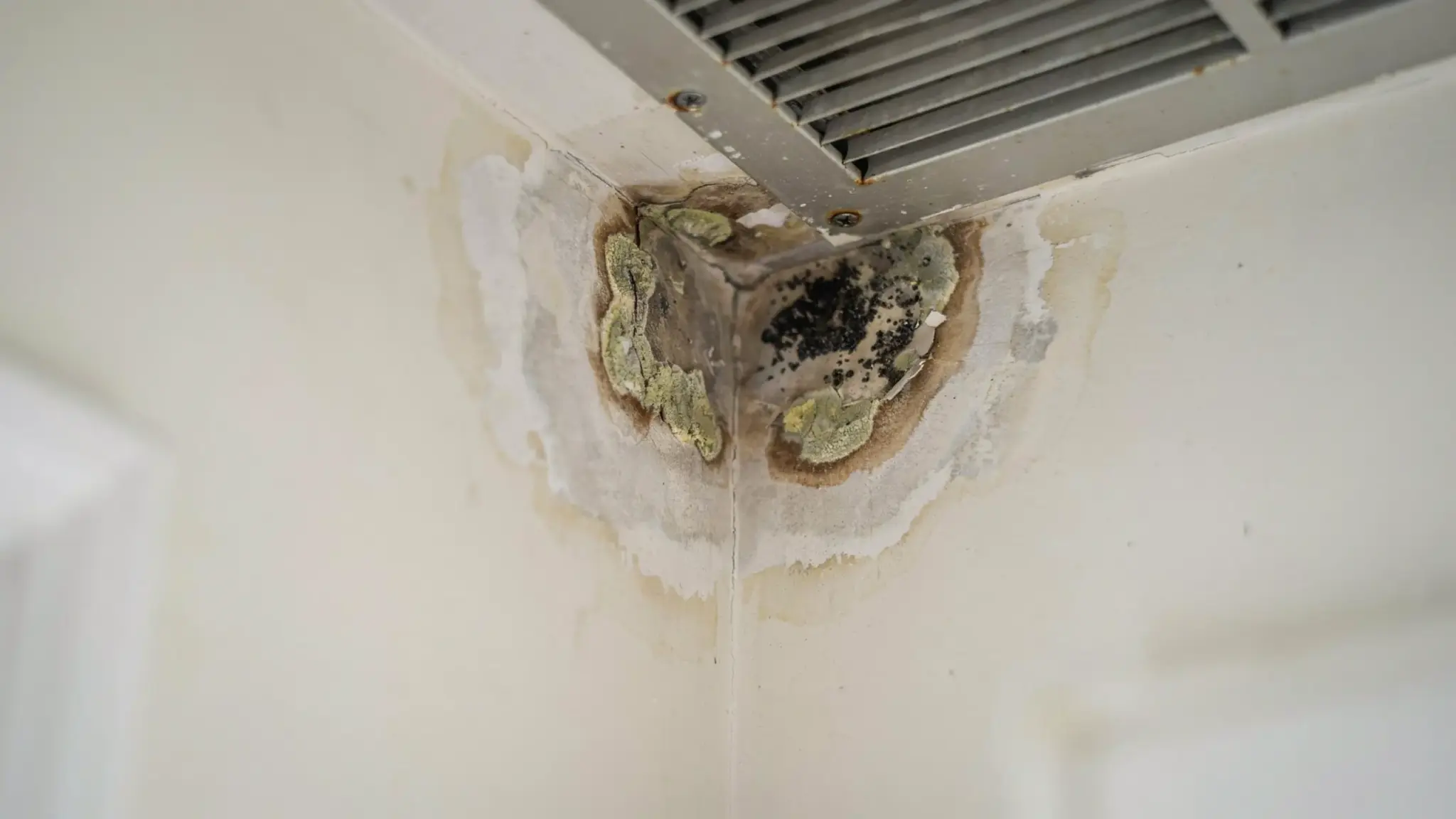 Powdery, chalky mold in white to yellow-green, brown, and black spreading near a ceiling vent.