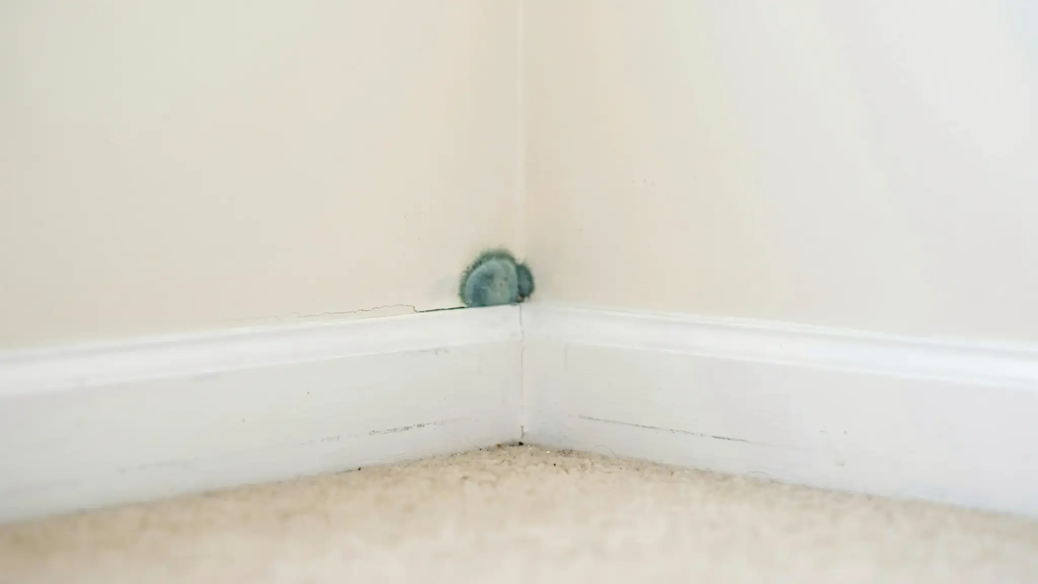 Small patch of black mold growing along a white baseboard corner caused by trapped moisture near the wall and floor.